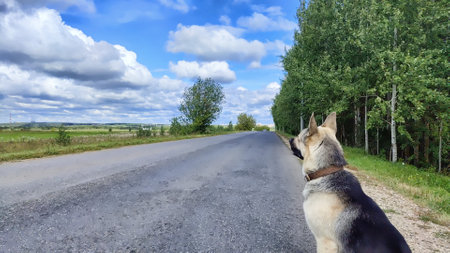 Dog German Shepherd on asphalt road in nature near the green field in summer, spring or autumn...