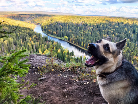 Dog German Shepherd high up in the mountains and view of the beautiful landscape below. Russian...
