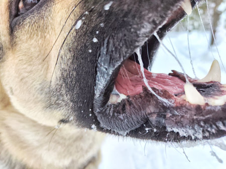 The mouth and terrible teeth of German Shepherd dog in the snow in winter. Biting eastern European dog veo and white snow. Partial focusの写真素材