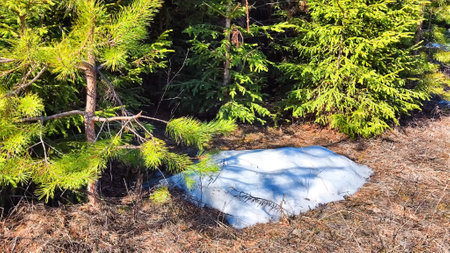 Early Spring Thaw in a Lush Pine Forest With Melting Snowdrifts. Sunlight filters through tall pines...