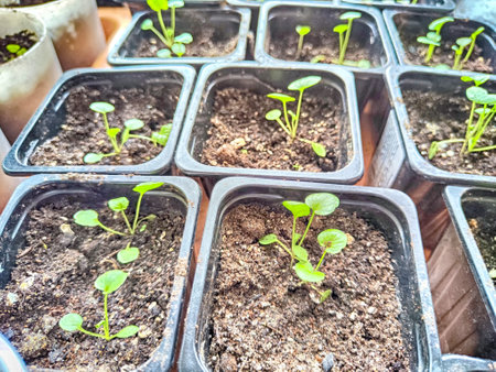 Early Spring Seedlings Sprouting in Boxes and Jars for Planting Season. Green seedlings in various...