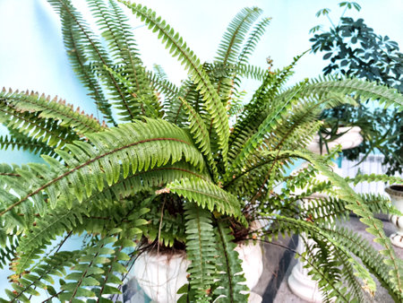 Swordfern Nephrolepis exaltata Called Boston fern also. A domestic plant
