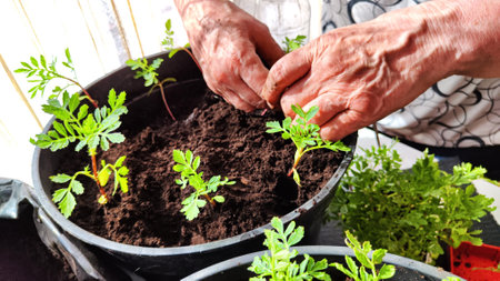 Planting marigold flowers in a pot. Reproduction of plants in spring. Young flower shoots and...