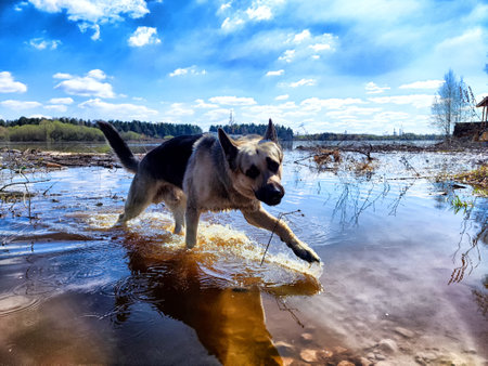 Dog German Shepherd in water of lake, river or sea. Russian eastern European dog veo in a nice dayの写真素材