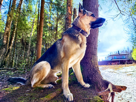 Dog German Shepherd in autumn day and green, yellow nature forest around. Waiting eastern European...