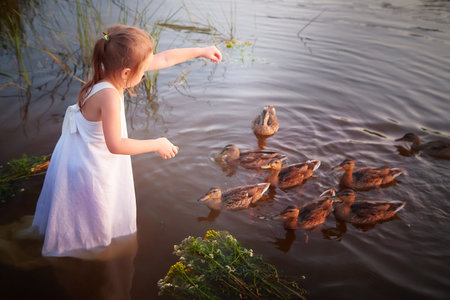 A little girl in a white sundress feeds ducks in the water of a river or lake at sunsetの写真素材