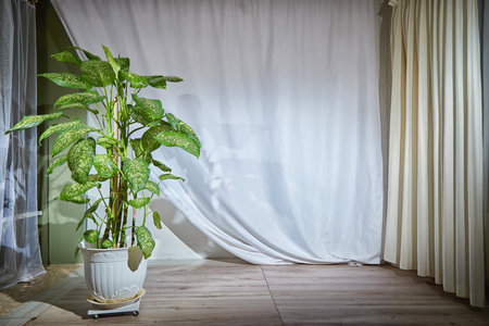 Dieffenbachia plant in a pot on a stool by the window. Retro interior in light colors. Background with plant with green leaves and fabricの写真素材