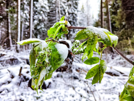 Snow on green leaves. Early spring or autumn. Cold weather, nature. Green leaves dusted with snow in a forest during early springの写真素材