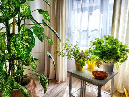 Dieffenbachia plant in a pot on a stool by the window. Retro interior in light colors. Background with plant with green leaves and fabricの写真素材