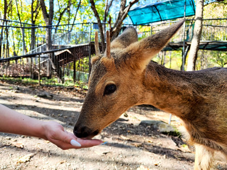A deer in a park being hand-fed by person in zooの写真素材