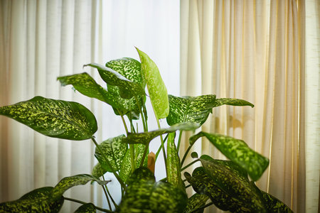 Dieffenbachia plant in a pot on a stool by the window. Retro interior in light colors. Background with plant with green leaves and fabricの写真素材