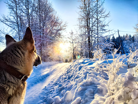 Dog German Shepherd in winter day, white snow and trees around. Waiting eastern European dog veo in...