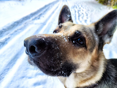 Dog German Shepherd in winter day, white snow around. Waiting eastern European dog veo in park or forestの写真素材