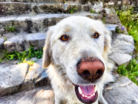 Portrait of a dog with yellow eyes on the background of stone stepsの写真素材