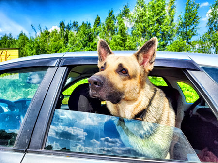 dog looks out the car window, enjoying the sunshine and surrounding natureの写真素材