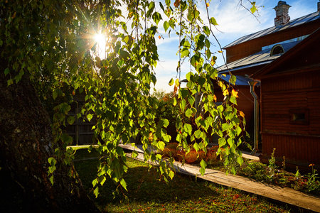 Sunlight shines through vibrant leaves beside a rustic house and wooden walkway in the afternoon.の写真素材