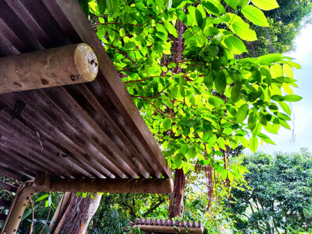 Bright green leaves create a tranquil atmosphere in peaceful garden filled with natural beauty and...