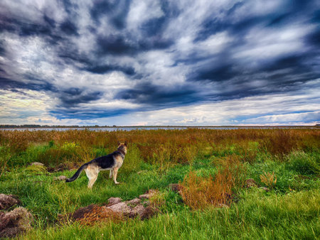 A German Shepherd stands on lush grass, gazing at dark, swirling clouds above a vast landscape.の写真素材