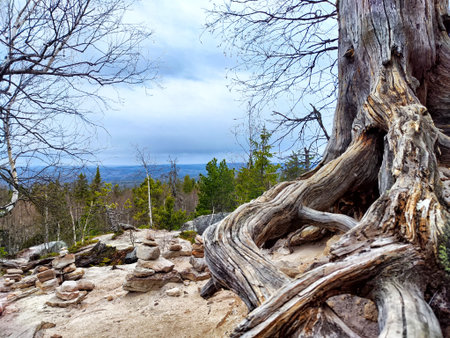 Twisted tree roots frame a view of stacked stones and a distant forest under cloudy skies