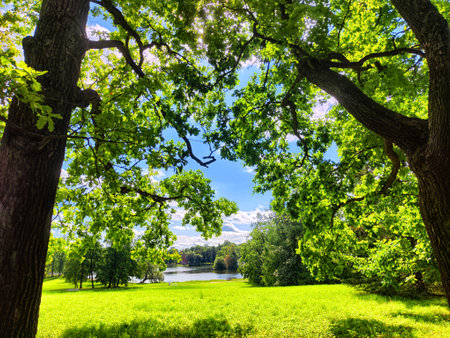 The park features tall trees and vibrant green grass, creating a tranquil atmosphere on a sunny summer dayの写真素材