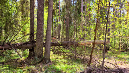Sunlight filters through the trees, illuminating fresh green foliage in a peaceful forest setting
