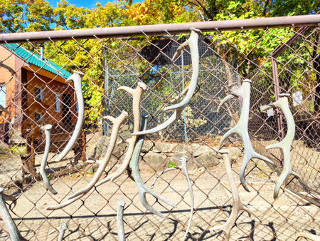 Various deer antlers hang on a fence with colorful autumn leaves in the background.の写真素材