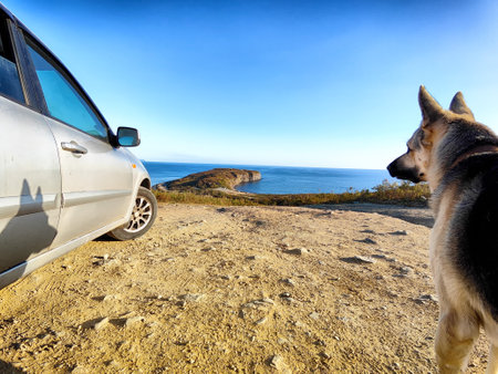 A German shepherd looks out toward the ocean while standing next to a parked car on a sunny day with a coastal backdrop.の写真素材