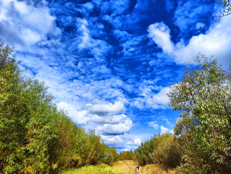 A wide, green pathway stretches between trees, with a bright blue sky filled with fluffy clouds above.の写真素材