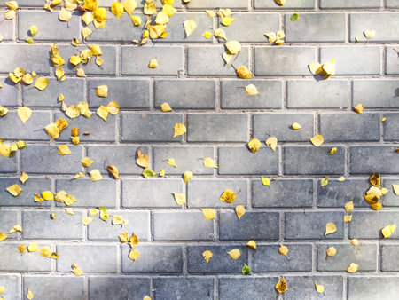 Yellow and green leaves are spread across a gray brick walkway, showcasing an autumn ambiance with sunlight casting gentle shadows.の写真素材