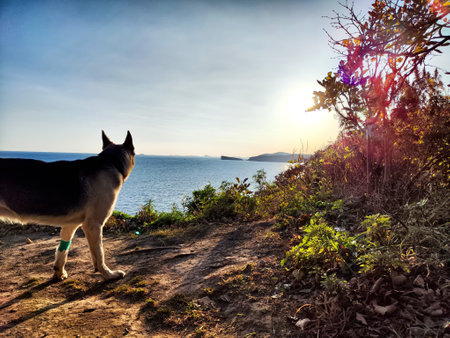 The German shepherd stands on a coastal trail, gazing at a beautiful sunset reflecting over the calm...