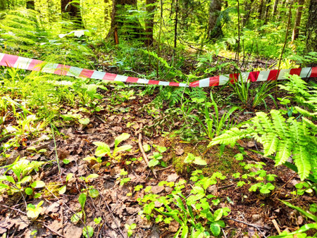 Red and white striped ribbon strung between trees in a forest, indicating a dangerous area. Mines, a minefield. War, military operationsの写真素材