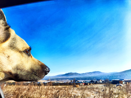 A German shepherd gazes out a car window, observing the beautiful landscape and distant mountains under a clear blue sky.の写真素材