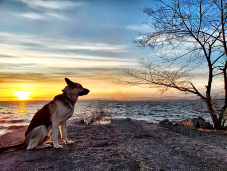 Dog German Shepherd near water of lake, river or sea in sunset. Russian eastern European dog veo in...