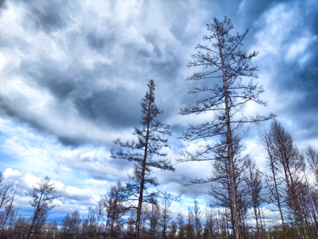 Dead pine trees in the forest on the background of the cloudy skyの写真素材