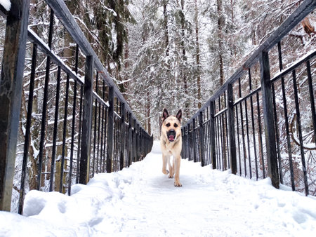 Dog German Shepherd in forest or in park in a winter day and white snow surrounding. Waiting white...