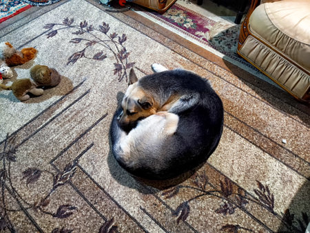 A dog is comfortably curled up on a decorative rug in a warm, inviting living room, showcasing a serene moment.の写真素材