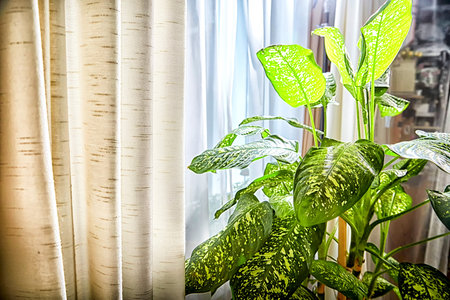 Dieffenbachia plant in a pot on stool by window. Retro interior in light colors. Background with green leaves and fabric. Place for text and copy spaceの写真素材
