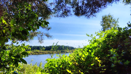Sunlight filters through vibrant leaves in a serene natural environment.