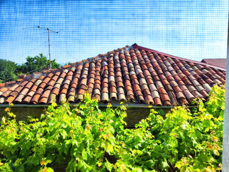 Grape vines grow near a traditional tile roof under a bright blue sky in a rural landscape.の写真素材