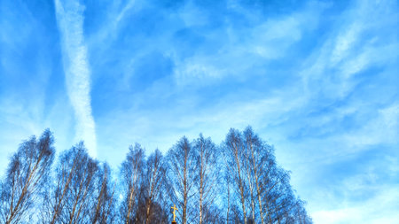 Tall trees reach towards a blue sky filled with light, wispy clouds during a sunny afternoonの写真素材