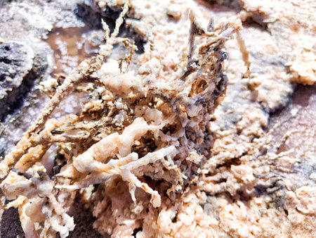 Intricate salt formations emerge from the surface of the salt lake, revealing the natural beauty of crystallized structures.の写真素材