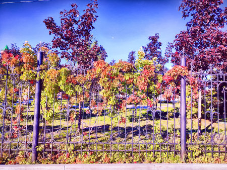 Beautiful autumn leaves in shades of red and green intertwine with an iron fence, creating a picturesque view in the park.の写真素材