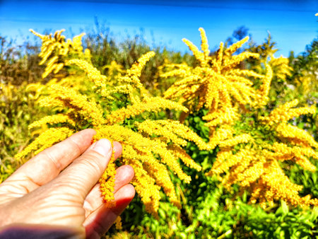 A hand reaches out to admire clusters of bright yellow goldenrod flowers against a stunning blue sky in a late summer setting.の写真素材