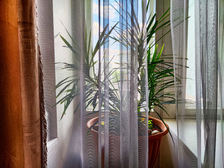 A vibrant dracaena plant is flourishing in a well-lit room, offering beautiful view of the city...
