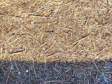 The surface of the ground is covered with dry straw, reflecting sunlight and showing a natural landscape.の写真素材