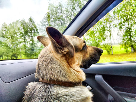 The German Shepherd gazes out of the car window, taking in the beautiful green landscape while the clouds linger overhead.の写真素材