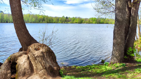 A serene lake bordered by trees reflects a clear sky on a bright spring dayの写真素材