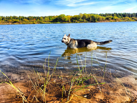 A German Shepherd stands in the calm waters of a river, enjoying the warm sun under a clear blue sky with green trees in the background.の写真素材
