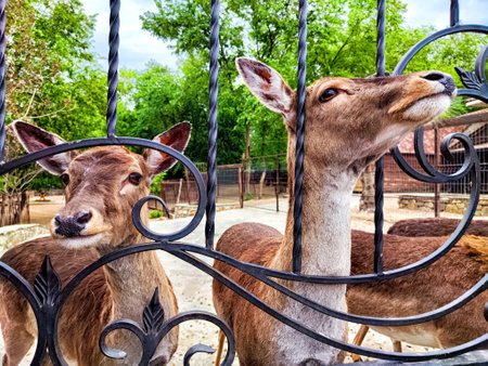Two deer lean towards the black iron gates, their curious expressions contrasting with the vibrant greenery surrounding them.の写真素材