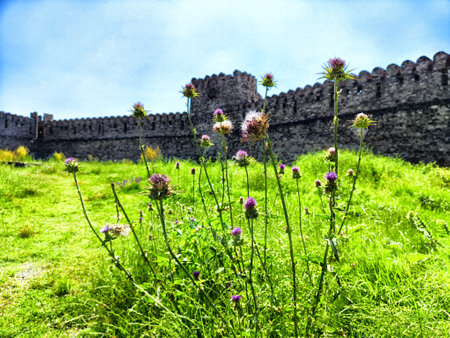 Vibrant wildflowers stand tall alongside a historic stone fortress, surrounded by lush grass and a clear blue sky.の写真素材